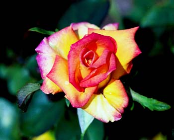 RedgoldFb