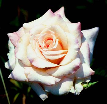 VanillaPerfumeHT