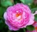 MaryRoseSh