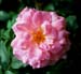 RoseParadeFb