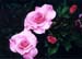 SweetInspirationFb