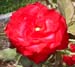 RedGloryFb
