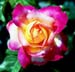 Love&PeaceHT