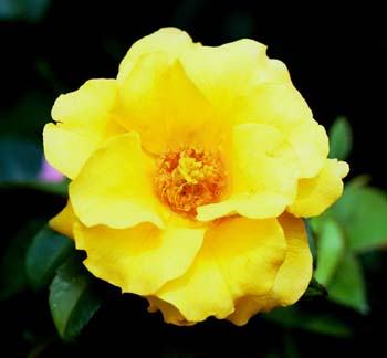 GoldenHolsteinFb