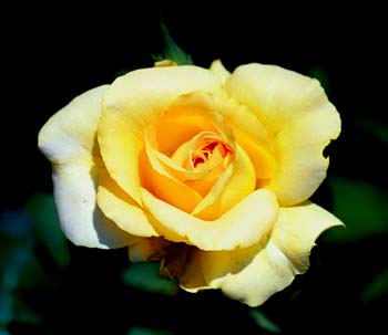 HoneyBouquetFb