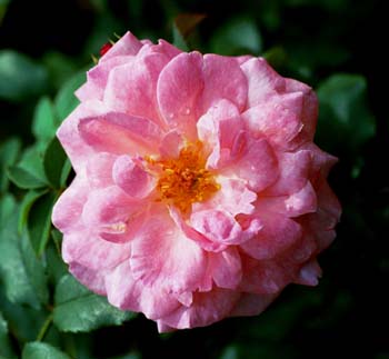RoseParadeFb
