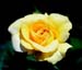 HoneyBouquetFb