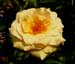 HoneyPerfumeFb