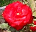 RedGloryFb
