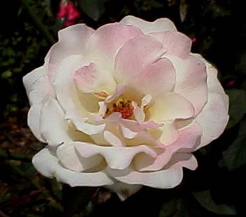 GardenPartyHT