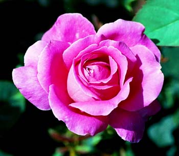 PinkPeaceHT